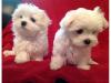 Puppies for sale Belgium, Gant Maltese