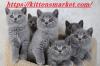 Puppies for sale Finland, Lahti Golden Retriever