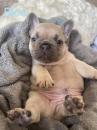 Puppies for sale USA, New York, New York, Phoenix French Bulldog, Frenchies