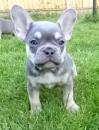 Puppies for sale USA, New York, New York, Jacksonville French Bulldog, Frenchies