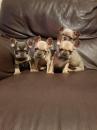 Puppies for sale USA, Puerto Rico French Bulldog, Frenchies