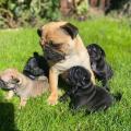 Продам щенка Великобритания, Килмарнок , pug puppies