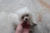 Puppies for sale Germany, Freiburg Pomeranian Spitz