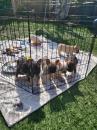 Puppies for sale USA, Montana, Bemelen French Bulldog, Frenchies
