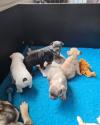 Puppies for sale USA, Pennsylvania, Honolulu French Bulldog