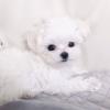 Puppies for sale Germany, Cottbus Maltese