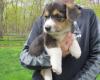 Puppies for sale Italy, Rovigo , WELSH CORGI PEMBROKE