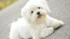 Puppies for sale Italy, Rapallo Maltese