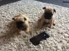 Puppies for sale USA, Missouri, Phoenix French Bulldog, Frenchies