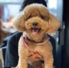 Puppies for sale Netherlands, Amsterdam Toy-poodle