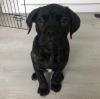 Puppies for sale Ireland, Kerry Other breed, Cane Corso
