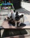 Puppies for sale Belgium, Brussels French Bulldog