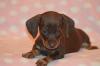 Puppies for sale France,  Dachshund