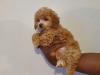 Puppies for sale Slovenia, Toy-poodle