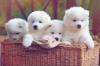 Puppies for sale United Kingdom, Cambridge Samoyed dog (Samoyed)