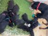 Puppies for sale Germany, Leverkusen Rottweiler