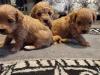 Puppies for sale Finland, Helsinki , maltipoo  