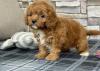 Puppies for sale Germany,  , cavapoo