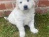 Puppies for sale Romania, Bucharest Golden Retriever