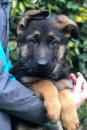 Puppies for sale United Kingdom, Lancashire German Shepherd Dog