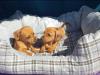 Puppies for sale Czech Republic, Prague Dachshund