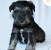 Puppies for sale Cyprus, Ayia Napa , miniature schnauzer