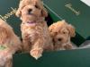 Puppies for sale France, Paris , maltipoo