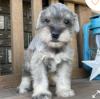 Puppies for sale Cyprus, Larnaca , miniature schnauzer
