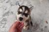 Puppies for sale Germany, Duisburg Haski