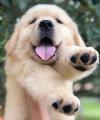 Puppies for sale France, Bordeaux Golden Retriever