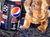 Puppies for sale Greece, Athens Dachshund