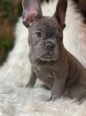 Puppies for sale Germany, Halle French Bulldog