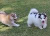 Puppies for sale United Kingdom, Lancashire , pomsky