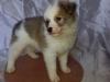 Puppies for sale Netherlands, Breda Other breed, pomsky