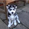 Puppies for sale Netherlands, Bergen aan Zee , siberainhusky