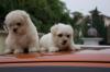Puppies for sale Austria, Linz Maltese