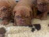 Puppies for sale Greece, Athens , Dogue De Bordeaux 