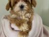 Puppies for sale Hungary, Budapest , maltipoo