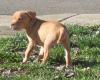 Puppies for sale Finland, Rovaniemi American Pit-Bull Terrier