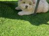 Puppies for sale Czech Republic, Brno Chow Chow