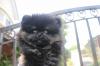 Puppies for sale Germany, Freiburg Pomeranian Spitz