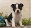 Продам щенка Ireland, Cork Boston Terrier