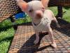 Puppies for sale Germany, Bremen , Chinese Crested X Chihuahua