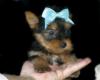 Puppies for sale Germany, Freiburg Yorkshire Terrier