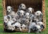 Puppies for sale Cyprus, Larnaca Dalmatian
