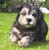 Puppies for sale Netherlands, Amsterdam DandY-dinmont-terrier