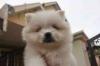 Buy a dog Germany, Bonn Pomeranian Spitz