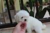 Puppies for sale Austria, Graz Maltese