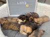 Puppies for sale Cyprus, Nicosia Shih Tzu