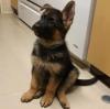 Puppies for sale Italy, Turin German Shepherd Dog